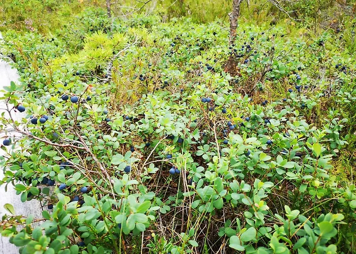 Дом отдыха Lotta